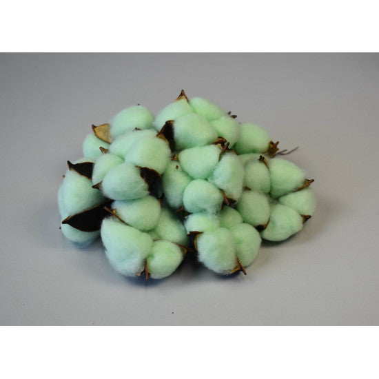 Flori de bumbac verde deschis