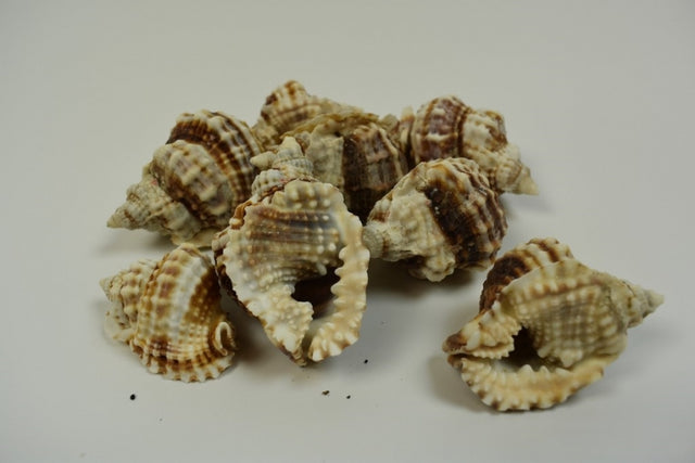 imagine produs Scoici distrioso