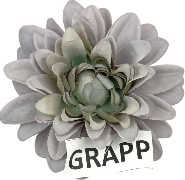 Cap dalie 10cm S/12 verde/mov deschis