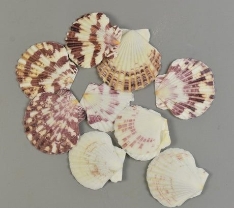 imagine produs SCOICI Austral FESUKAGYLO 1KG