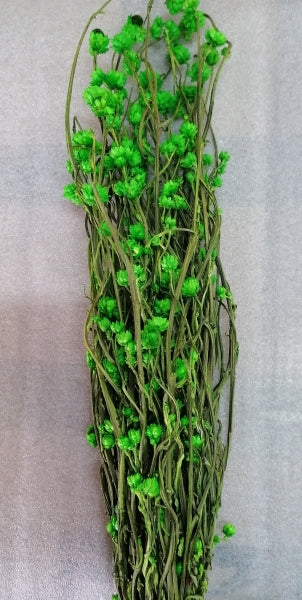 imagine produs Ammobium