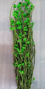 imagine produs Ammobium