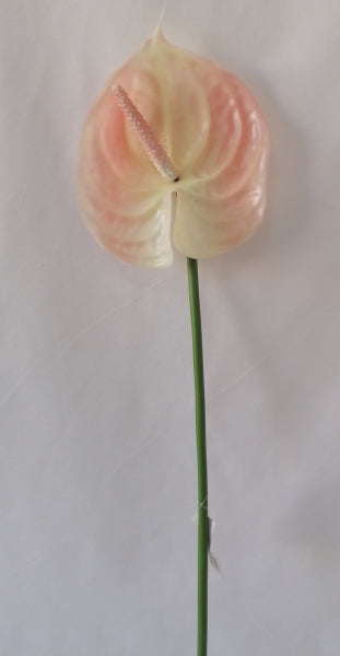imagine produs Fir anthurium 70cm crem roz