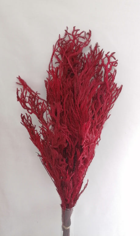 imagine produs Licopodium lung 60-66cm