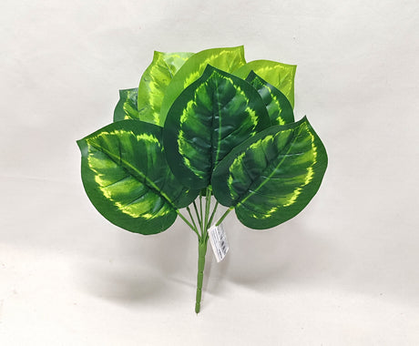 imagine produs Buchet diffenbachia x9 H:30cm