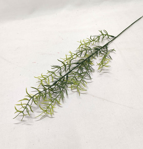 imagine produs Fir asparagus 60cm x24 verde