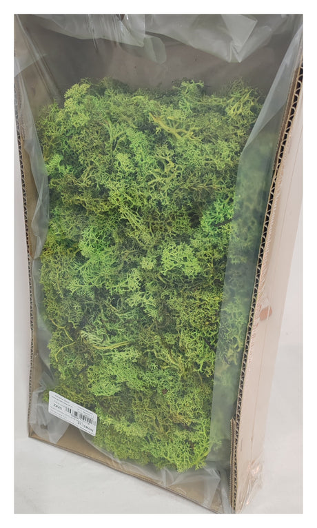 imagine produs Muschi islanda (coral) verde deschis