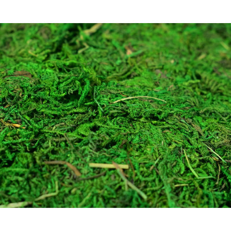 Muschi 100g verde muschi