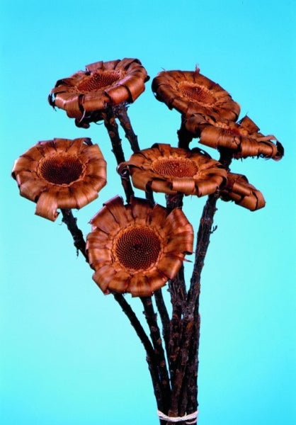 imagine produs Protea curly