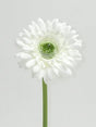 imagine produs Fir gerbera 48cm