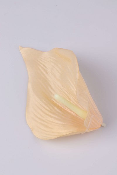 CAP CALE 16CM S/24 PIERSICA