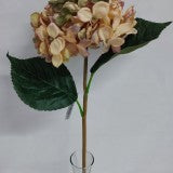 Fir hortensie 45cm piersica