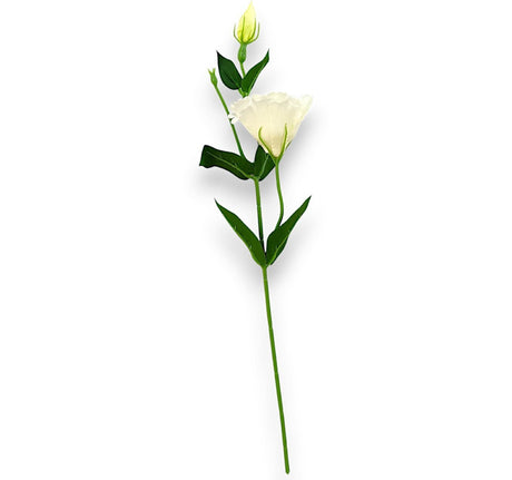 imagine produs Creanga liziantus H:48cm S/12 crem