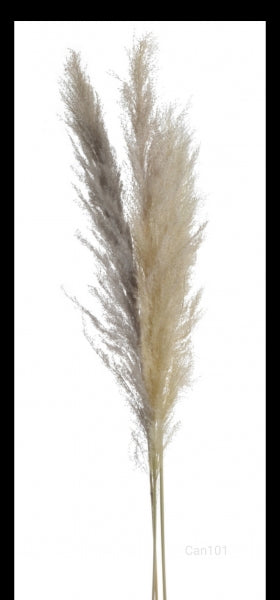 imagine produs Iarba pampas 145cm s/3
