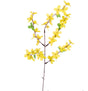 imagine produs Fir forsitia x12 H:50cm
