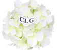 imagine produs Capete hortensie 15cm S/12 crem