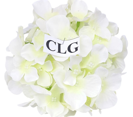 imagine produs Capete hortensie 15cm S/12 crem
