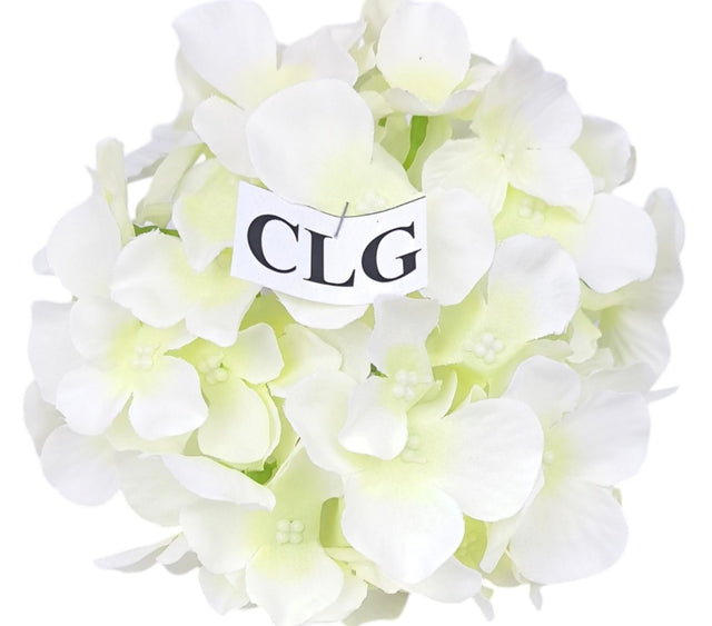 imagine produs Capete hortensie 15cm S/12 crem