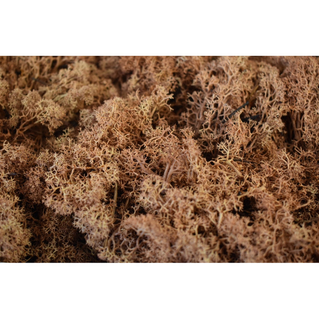 Muschi islanda maro 500gr