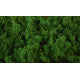Muschi Islanda 500gr verde mediu
