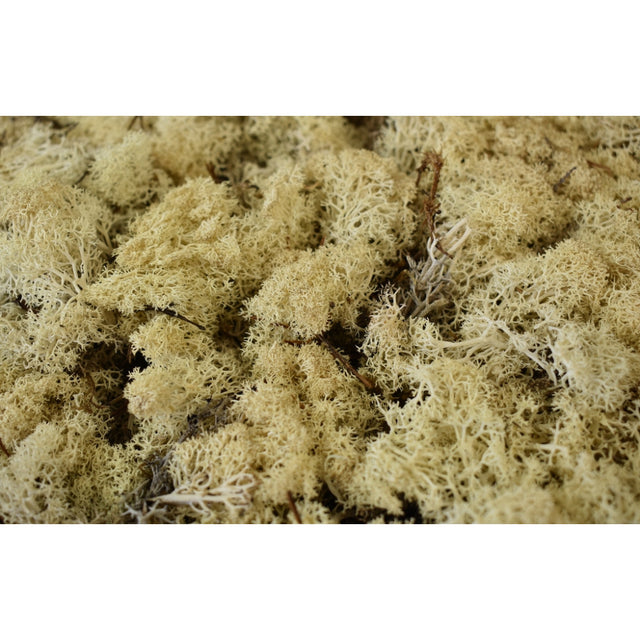 Muschi Islanda 500gr natur