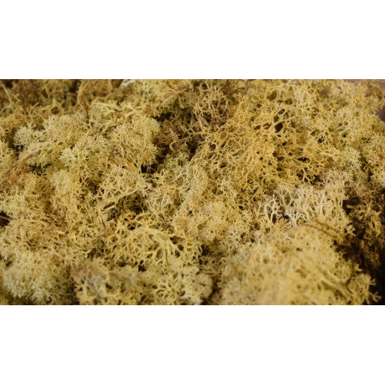 Muschi Islanda galben 500gr