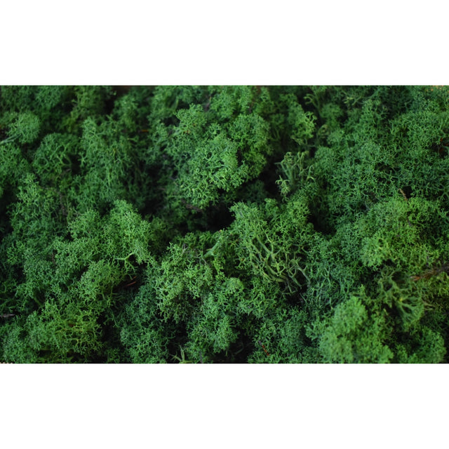 Muschi Islanda verde inchis 500gr