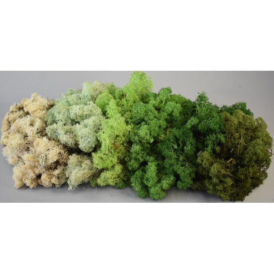 Muschi Islanda 500gr verde deschis