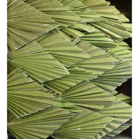 Frunza palmier mediu cu chiciura verde deschis/mov