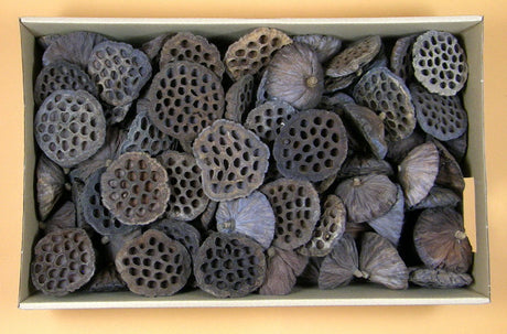 imagine produs Lotus extra 110buc. z061