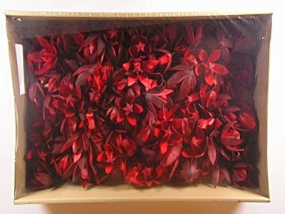 imagine produs Wild lily colorat 120buc. z123