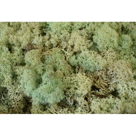 Muschi Islanda 500gr verde brumat