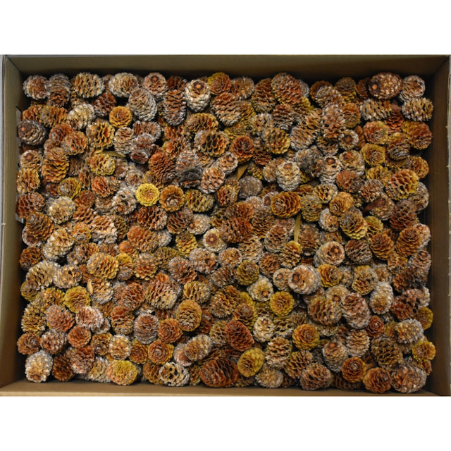 Meiridianum natur deschis  2.7kg