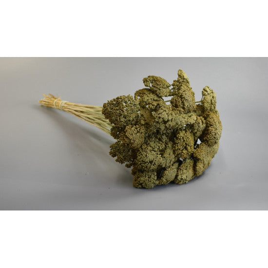 Achillea preparat brumat verde muschi