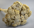Image for Achillea vopsit alb 0,2kg/pachet