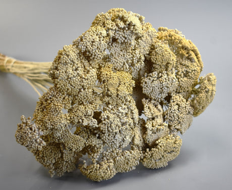 Image for Achillea vopsit alb 0,2kg/pachet