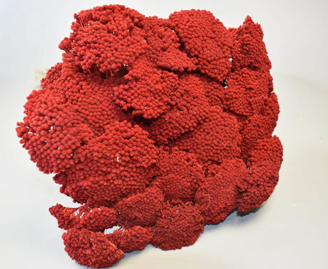 Image for Achillea prep.rosu