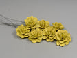 Image for Flori acacia 6cm vopsit-galben