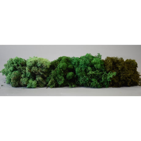 Muschi Islanda promotional  verde inchis