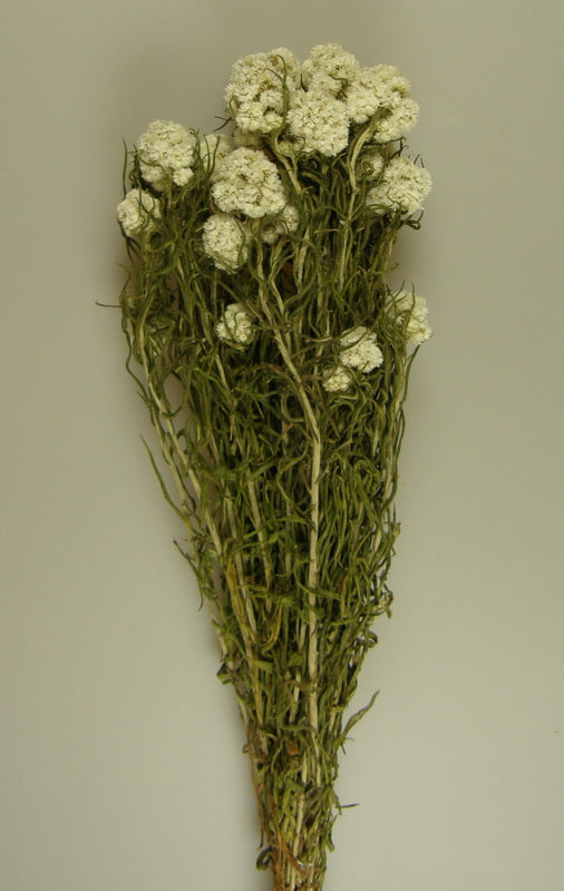 imagine produs Anaphalis