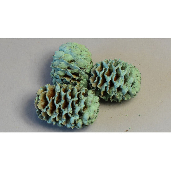 Meridianum vopsit aqua