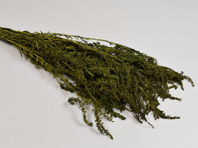 Solidago prep. verde deschis
