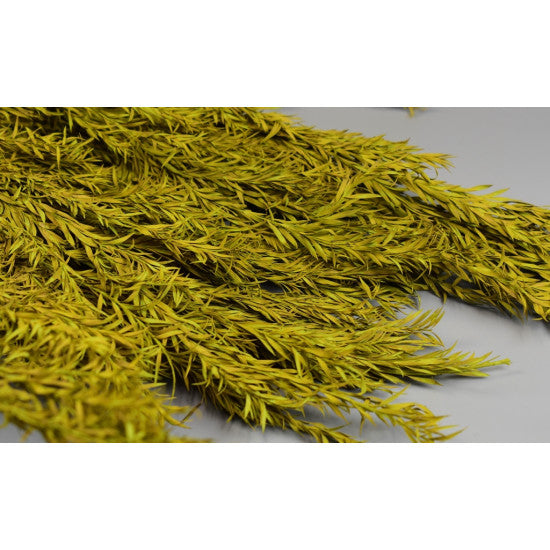 Asparagus uscat 250gr cu chiciura verde oliv