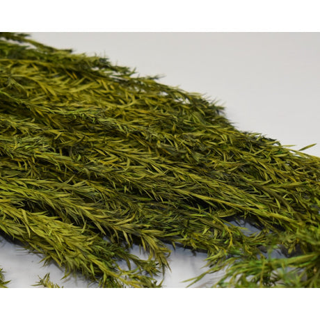 Asparagus uscat 250gr verde deschis