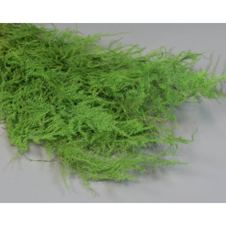 Asparagus plumosus prep. verde