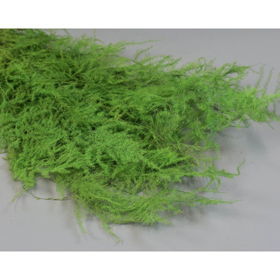 Asparagus plumosus prep. verde