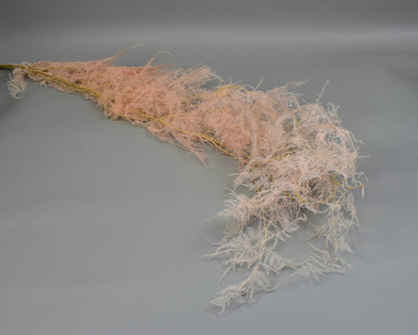 Image for Asparagus plumosus prep. inalbit roz