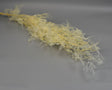 Image for Asparagus plumosus prep. inalbit