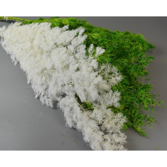 Asparagus miriocladus preparat inalbit