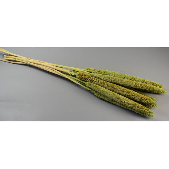 Babala vopsit verde deschis